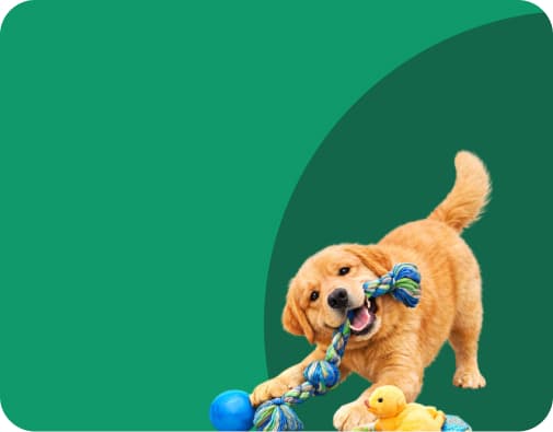 dog toys online India
