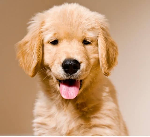 Barkz
