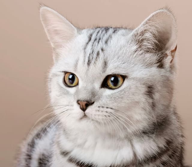 Mewz