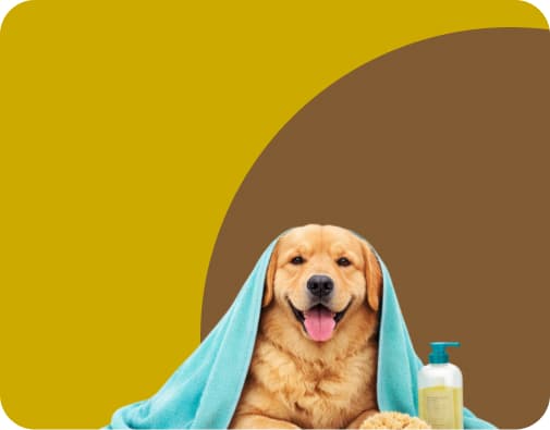 dog grooming products online India