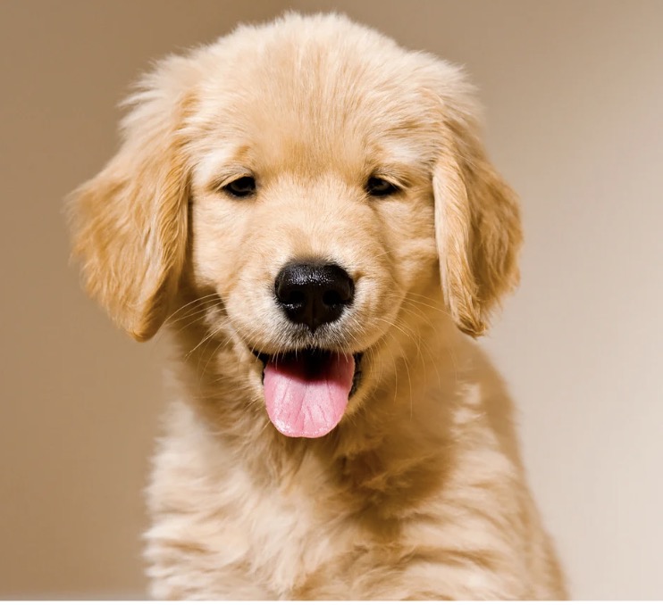 Barkz